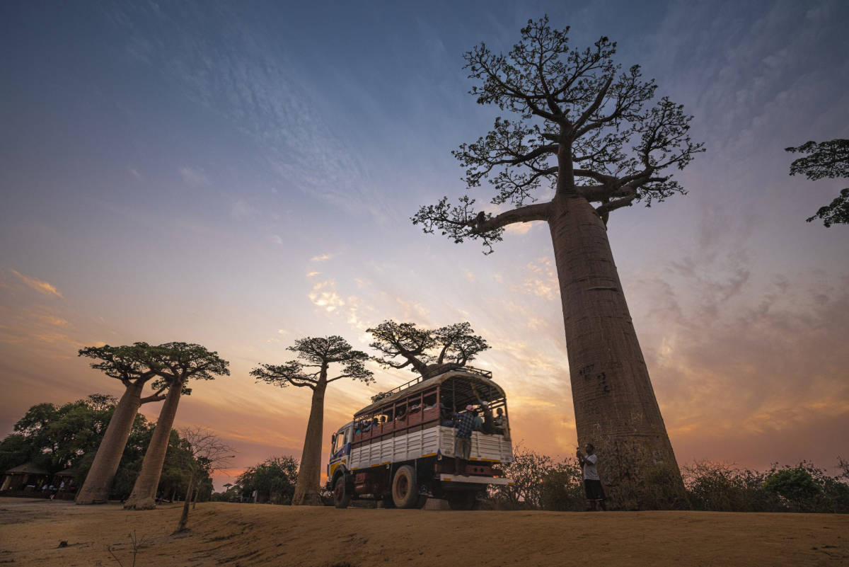 Baobab